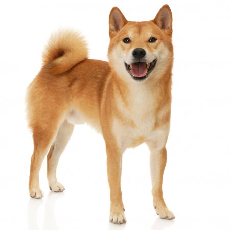 depositphotos_18176563-stock-photo-shiba-inu-dog