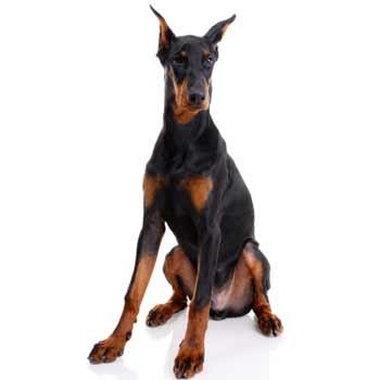 dobermann